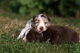 BORDER COLLIE 1068